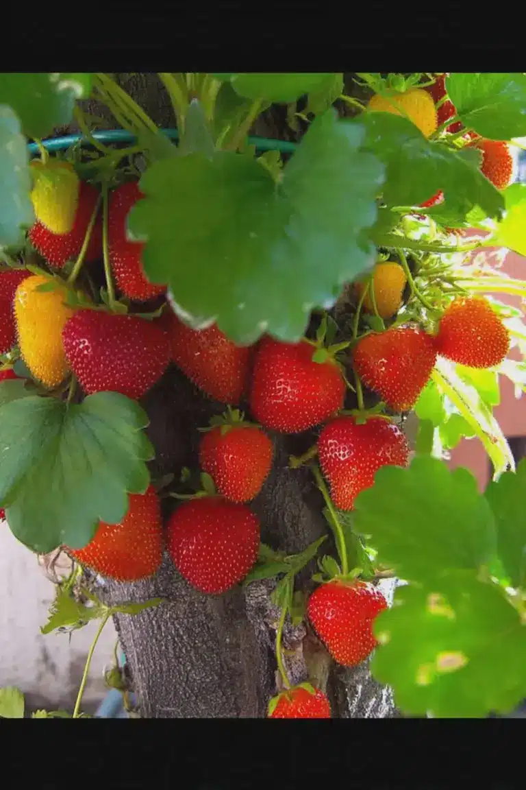 Hausgemachte Erdbeerkonfitüre mit frischen Erdbeeren, Ingwer und Pfeffer auf einem Holztisch.